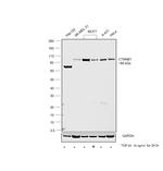 beta Catenin Antibody in Western Blot (WB)