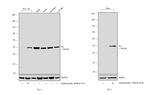 Fumarase Antibody in Western Blot (WB)