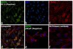 GSTP1 Antibody in Immunocytochemistry (ICC/IF)