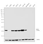 GSTP1 Antibody in Western Blot (WB)