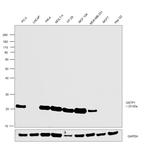 GSTP1 Antibody in Western Blot (WB)