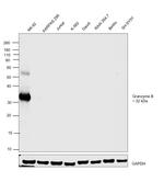 Granzyme B Antibody in Western Blot (WB)