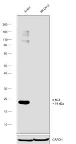 IL1RA Antibody in Western Blot (WB)