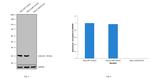 Galectin 3 Antibody