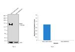 MSH6 Antibody in Western Blot (WB)