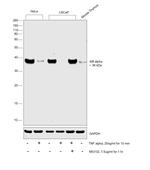 IkB alpha Antibody in Western Blot (WB)