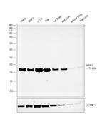 NME1 Antibody in Western Blot (WB)