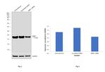 NME1 Antibody in Western Blot (WB)