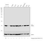 DJ-1 Antibody in Western Blot (WB)