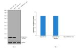 DJ-1 Antibody in Western Blot (WB)