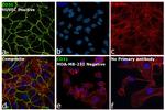 CD31 Antibody