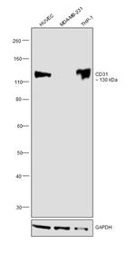 CD31 Antibody