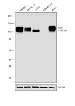 CD31 Antibody in Western Blot (WB)