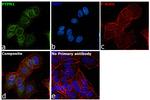 PTP1B Antibody in Immunocytochemistry (ICC/IF)