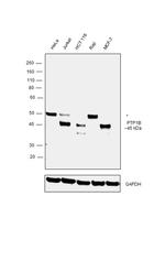 PTP1B Antibody in Western Blot (WB)