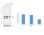 PTP1B Antibody