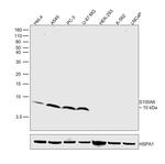 S100A6 Antibody in Western Blot (WB)