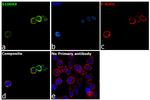 S100A9 Antibody in Immunocytochemistry (ICC/IF)