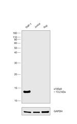 S100A9 Antibody in Western Blot (WB)