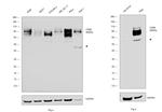 CD98 Antibody