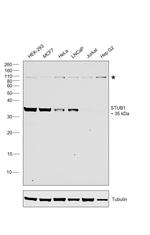 STUB1 Antibody in Western Blot (WB)