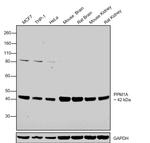 PPM1A Antibody in Western Blot (WB)