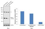 PPM1A Antibody in Western Blot (WB)