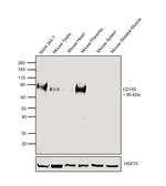 CD155 Antibody in Western Blot (WB)