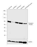 Transferrin Antibody in Western Blot (WB)