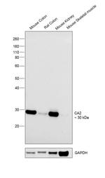 Carbonic Anhydrase II Antibody in Western Blot (WB)