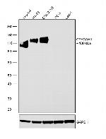 CEACAM1 Antibody