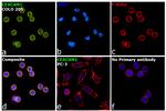 CEACAM1 Antibody in Immunocytochemistry (ICC/IF)