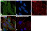 NME1 Antibody in Immunocytochemistry (ICC/IF)