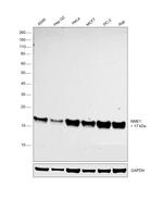 NME1 Antibody in Western Blot (WB)