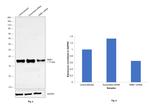 NME1 Antibody in Western Blot (WB)