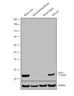 GLO1 Antibody in Western Blot (WB)