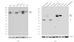 CD98 Antibody in Western Blot (WB)