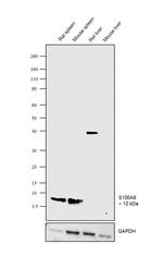 S100A8 Antibody in Western Blot (WB)