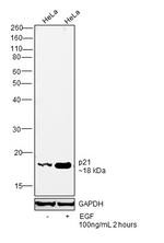 p21 Antibody