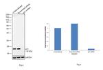 p21 Antibody