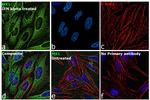 MX1 Antibody in Immunocytochemistry (ICC/IF)