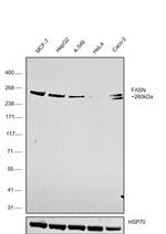 FASN Antibody in Western Blot (WB)