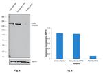 FASN Antibody