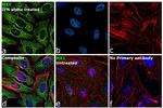 MX1 Antibody in Immunocytochemistry (ICC/IF)