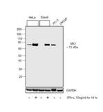 MX1 Antibody in Western Blot (WB)