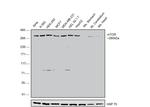 mTOR Antibody in Western Blot (WB)