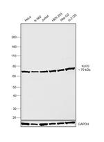 Ku70 Antibody in Western Blot (WB)