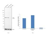 Ku70 Antibody