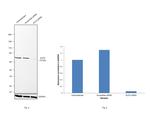 Ku70 Antibody in Western Blot (WB)