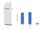 ATM Antibody in Western Blot (WB)